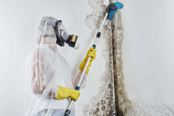 Trusted King, WI Mold Removal Experts