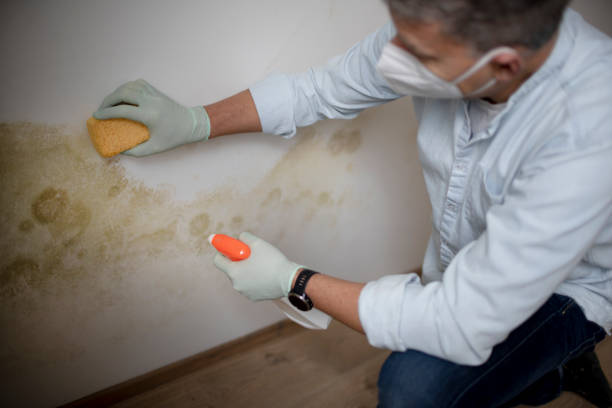 Best Mold Removal Company Near Me  in King, WI