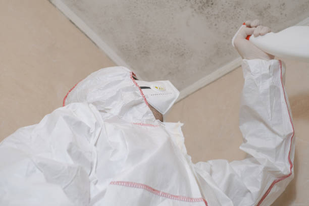 Best Best Mold Removal Companies  in King, WI