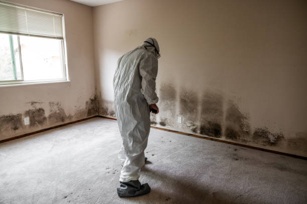 Best Emergency Mold Removal  in King, WI