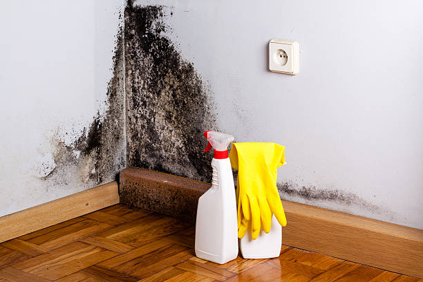 Best Home Mold Removal  in King, WI